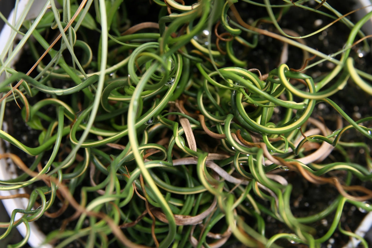 10 CORKSCREW RUSH Spiral Grass Juncus Effusus Spiralis Wetland Pond Seeds