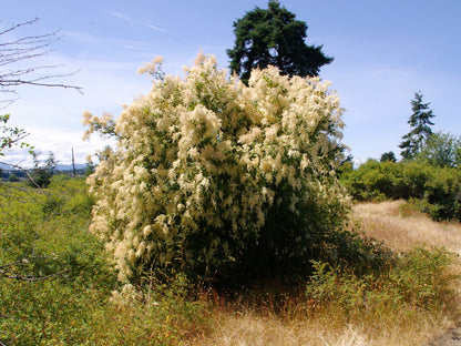 100 White OCEANSPRAY Shrub Creambush Mountain Spray Holodiscus Flower Seeds