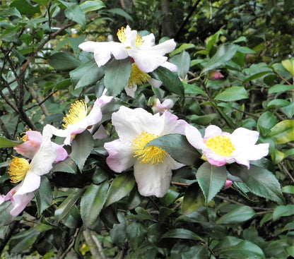 1 Lb Bulk TEA PLANT Black & Green Drinking Tea Camellia Sinensis Tree Shrub Herb Flower - Approx 385 Seeds