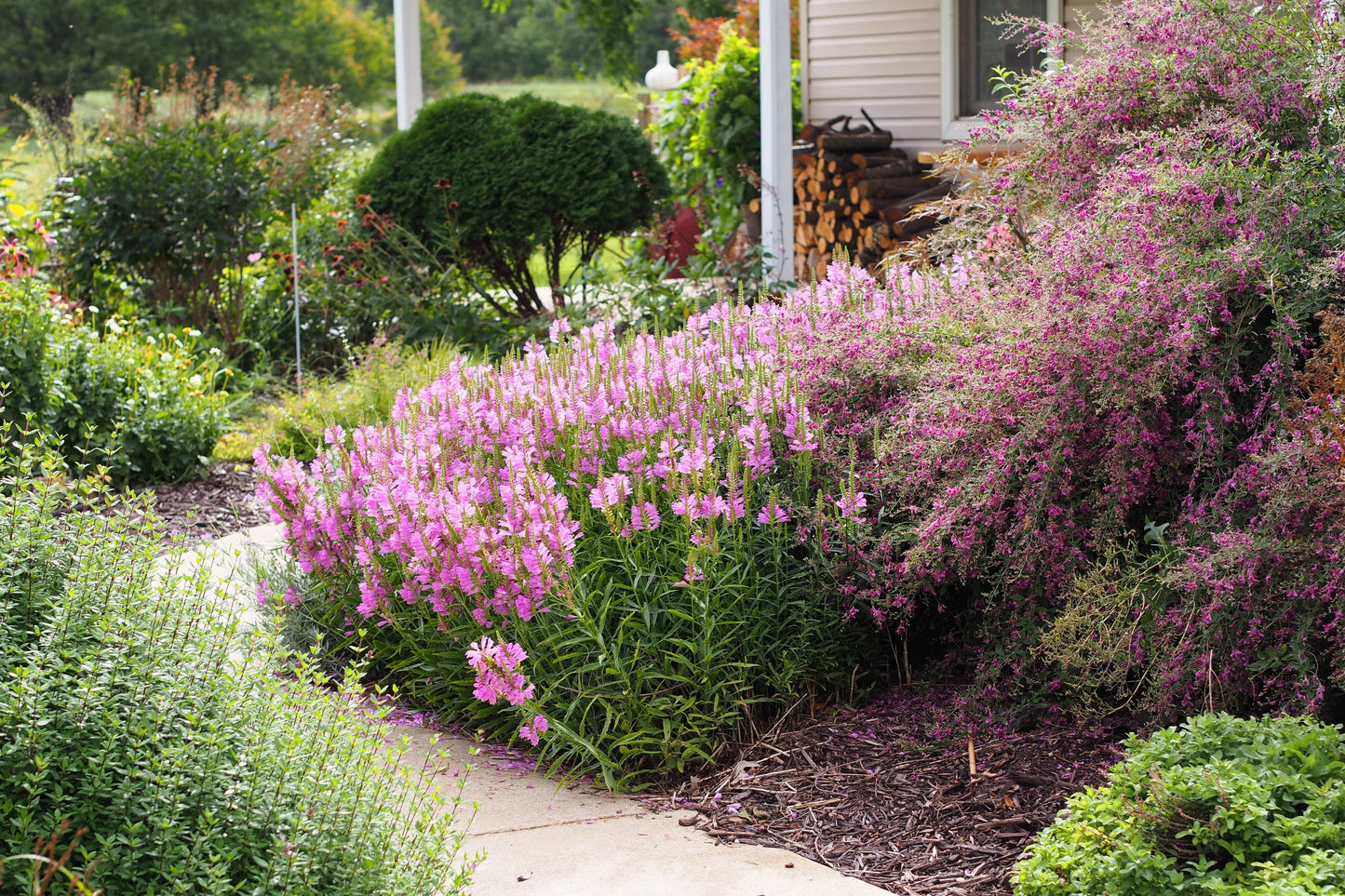 100 SLENDER BUSH CLOVER Lespedeza Virginica Bushclover Native Shrub Pink Purple Flower Legume Seeds