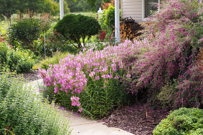 100 SLENDER BUSH CLOVER Lespedeza Virginica Bushclover Native Shrub Pink Purple Flower Legume Seeds