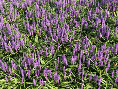 5 LILYTURF Liriope Muscari aka Big Blue Lily Turf / Monkey Grass Flower Seeds
