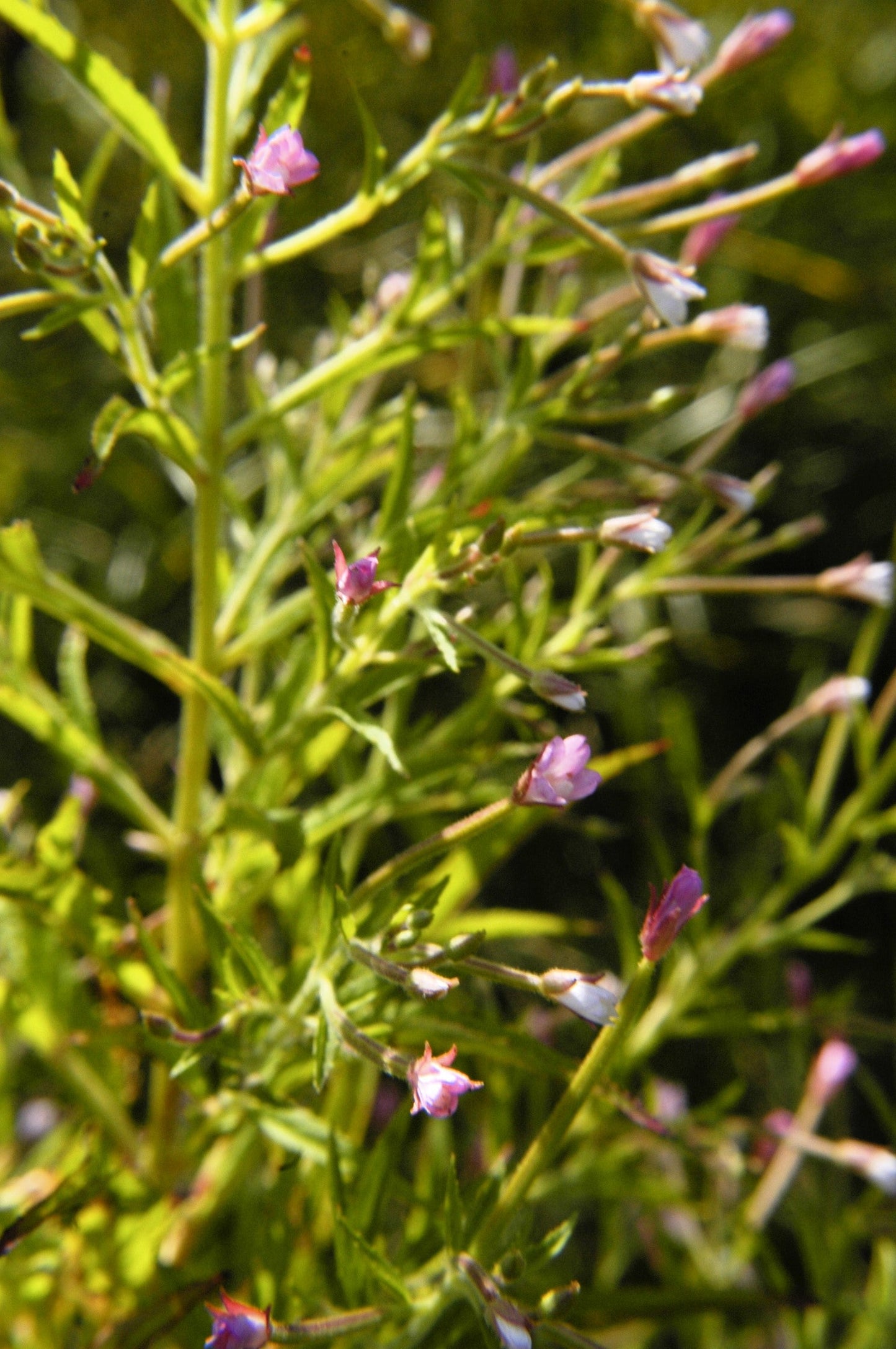 100 CINNAMON WILLOWHERB Eastern Purpleleaf Epilobium Coloratum Flower Seeds