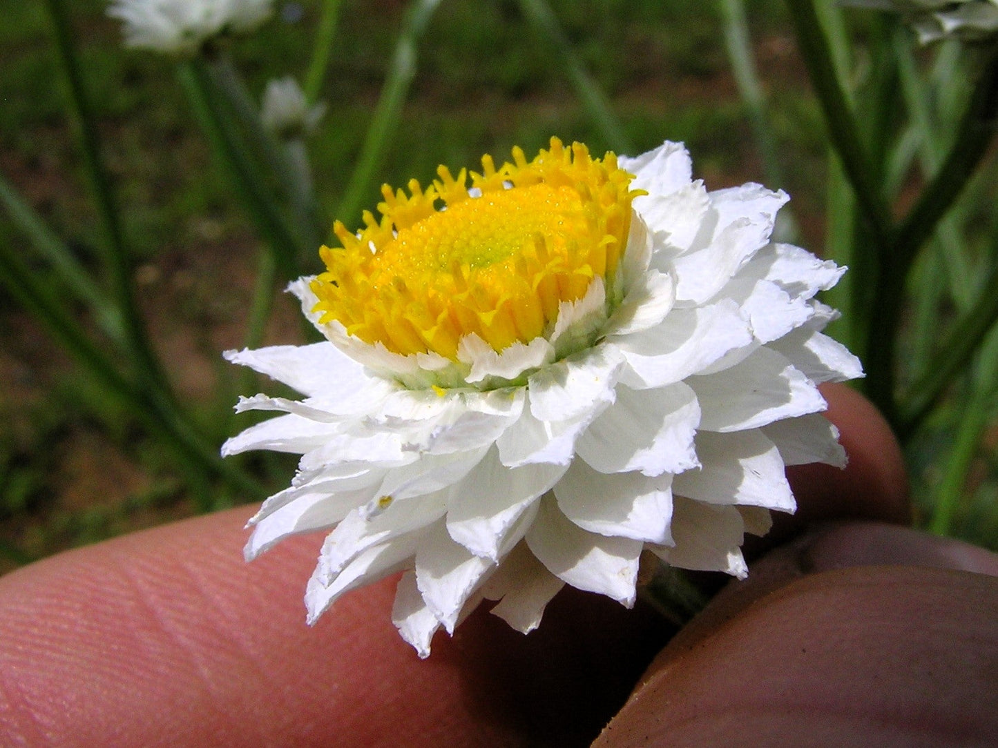 250 WHITE WINGED EVERLASTING Ammobium Alatum Flower Seeds