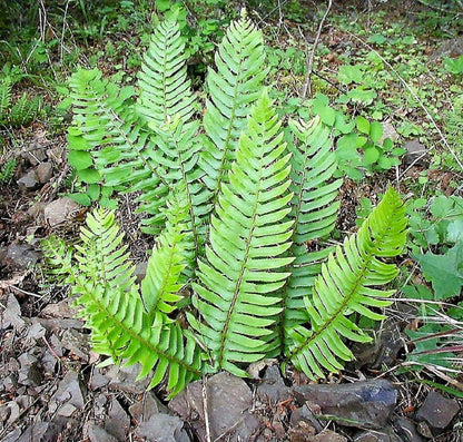 1500 Western SWORD FERN Giant Holly Swordfern Polystichum Munitum Aspidium Solitarium Spores Seeds