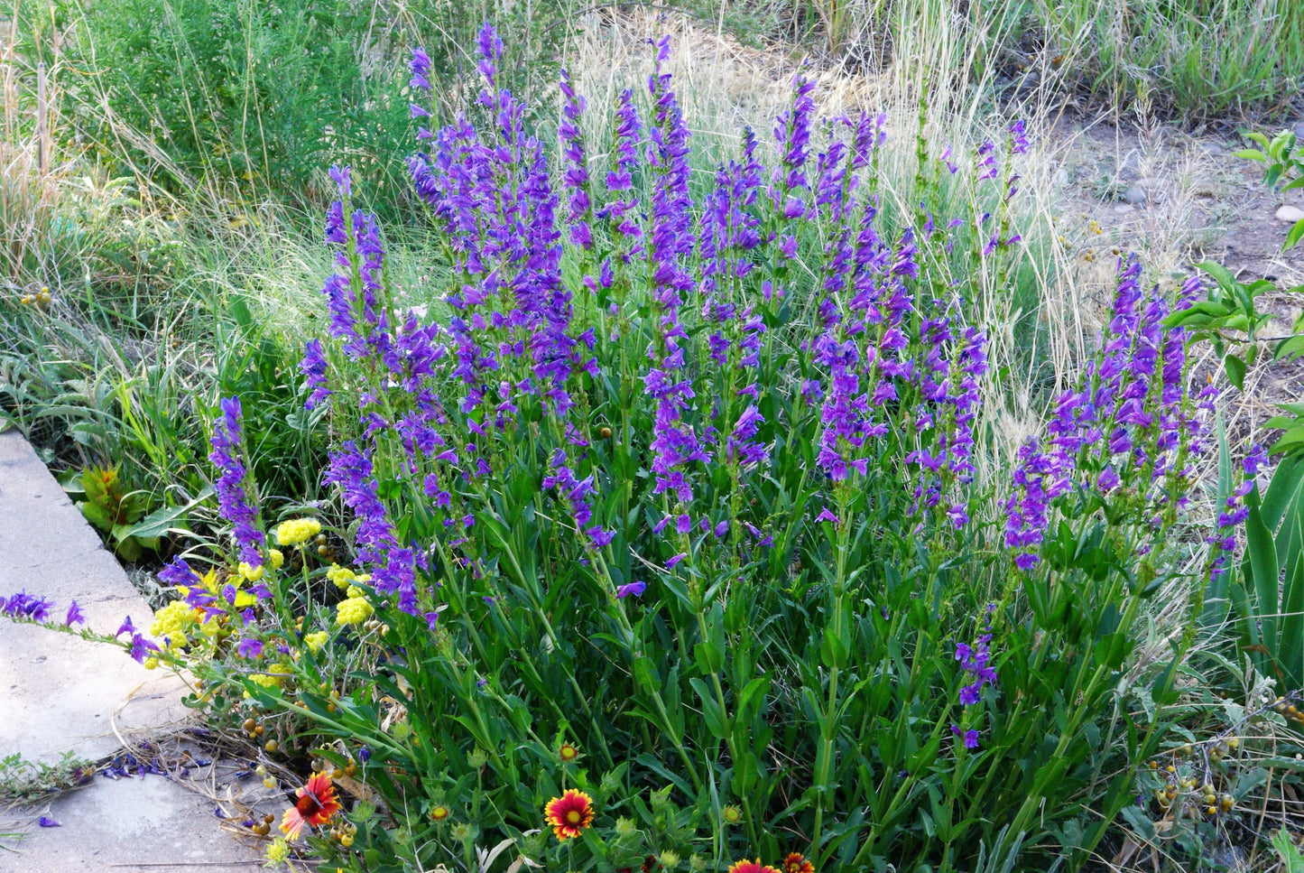 300 Blue ROCKY MOUNTAIN BEARDTONGUE Penstemon Strictus Flower Seeds