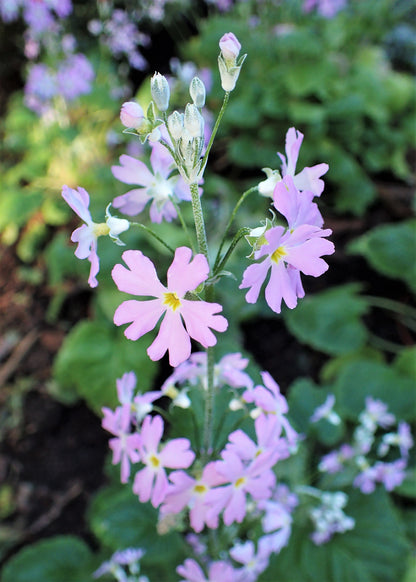 100 PINK FAIRY PRIMROSE Primula Malacoides Baby Primrose Shade Houseplant Flower Seeds