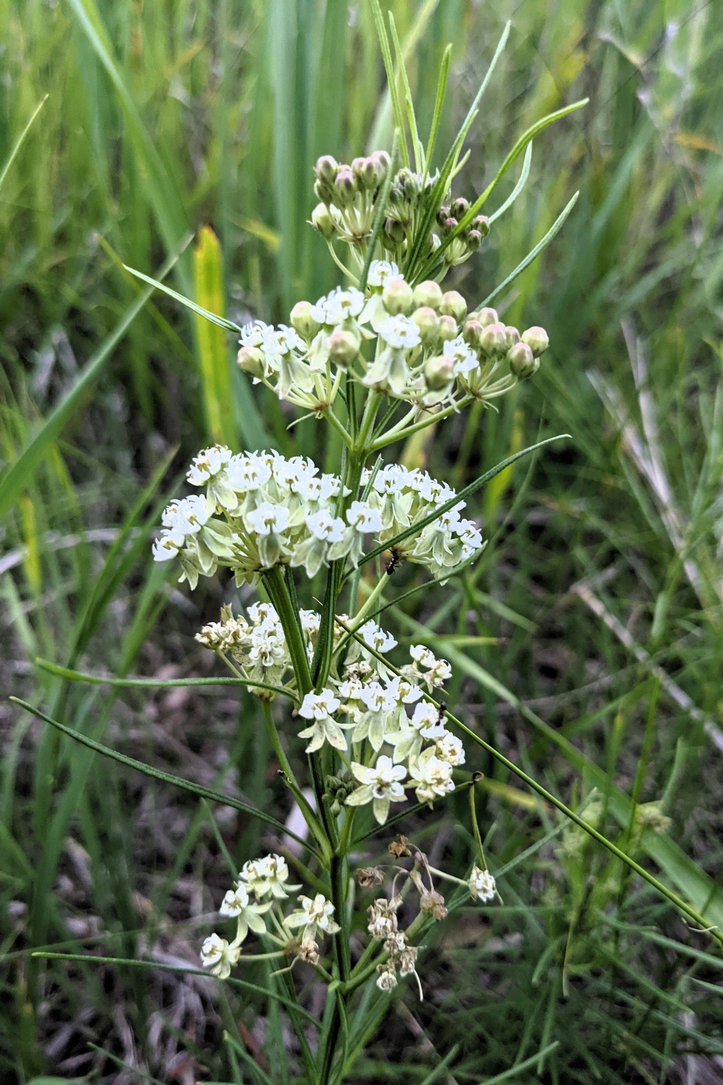 20 WHITE WORLED (Horesetail) MILKWEED Asclepias Verticillata Flower Seeds