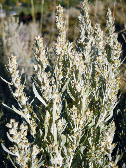 100 SILVER SAGEBRUSH Artemisia Cana Dwarf Sagebrush Silver Wormwood Herb Flower Seeds