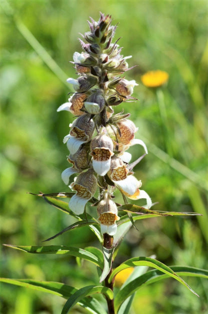 200 GRECIAN FOXGLOVE Wooly Digitalis Lanata Hummingbird White Yellow Purple Brown Flower Seeds