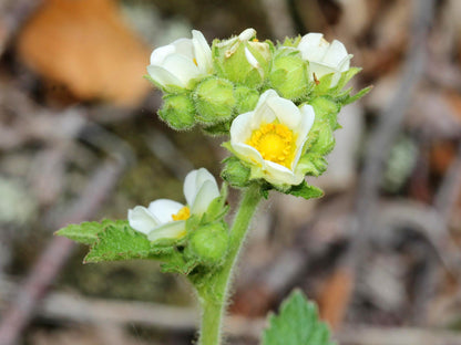 50 PRAIRIE CINQUEFOIL Tall Potentilla Drymocallis Arguta White Pale Yellow Native Flower Seeds
