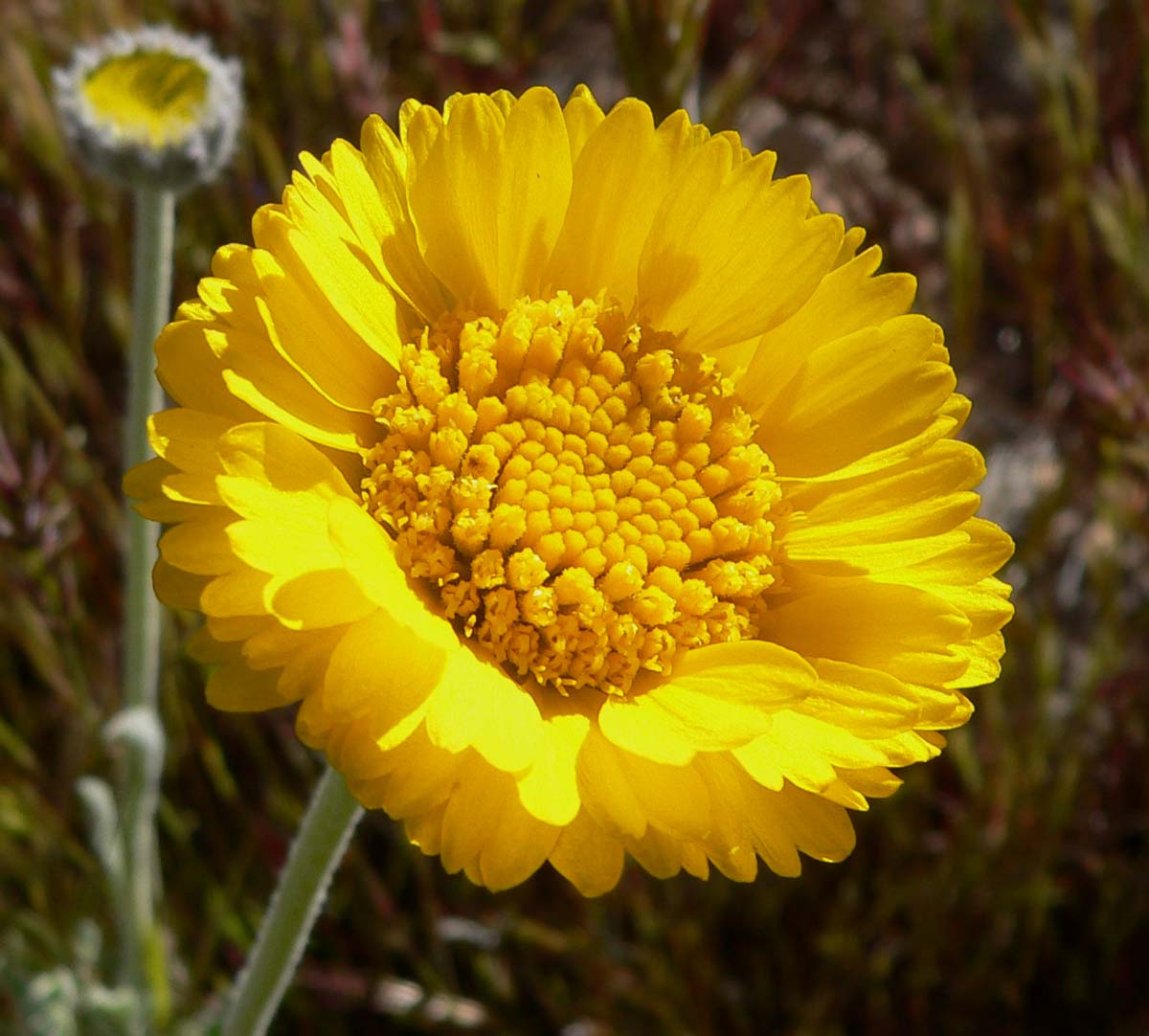 500 Yellow DESERT MARIGOLD Baileya Multiradiata Showy Drought Paper Daisy Flower Herb Seeds