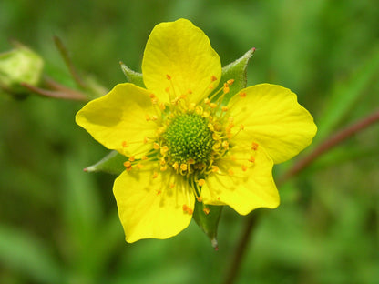 100 YELLOW AVENS Geum Aleppicum Moist Wetland Flower Seeds
