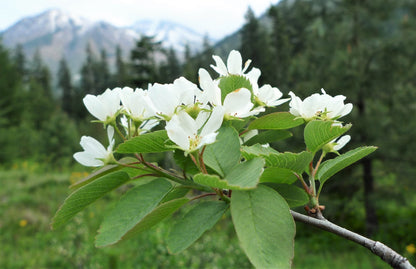 20 SASKATOON SERVICEBERRY aka Western, Pacific, Juneberry, Shadbush Amelanchier Alnifolia Native Edible Purple Berry Fruit White Flower Shrub Seeds