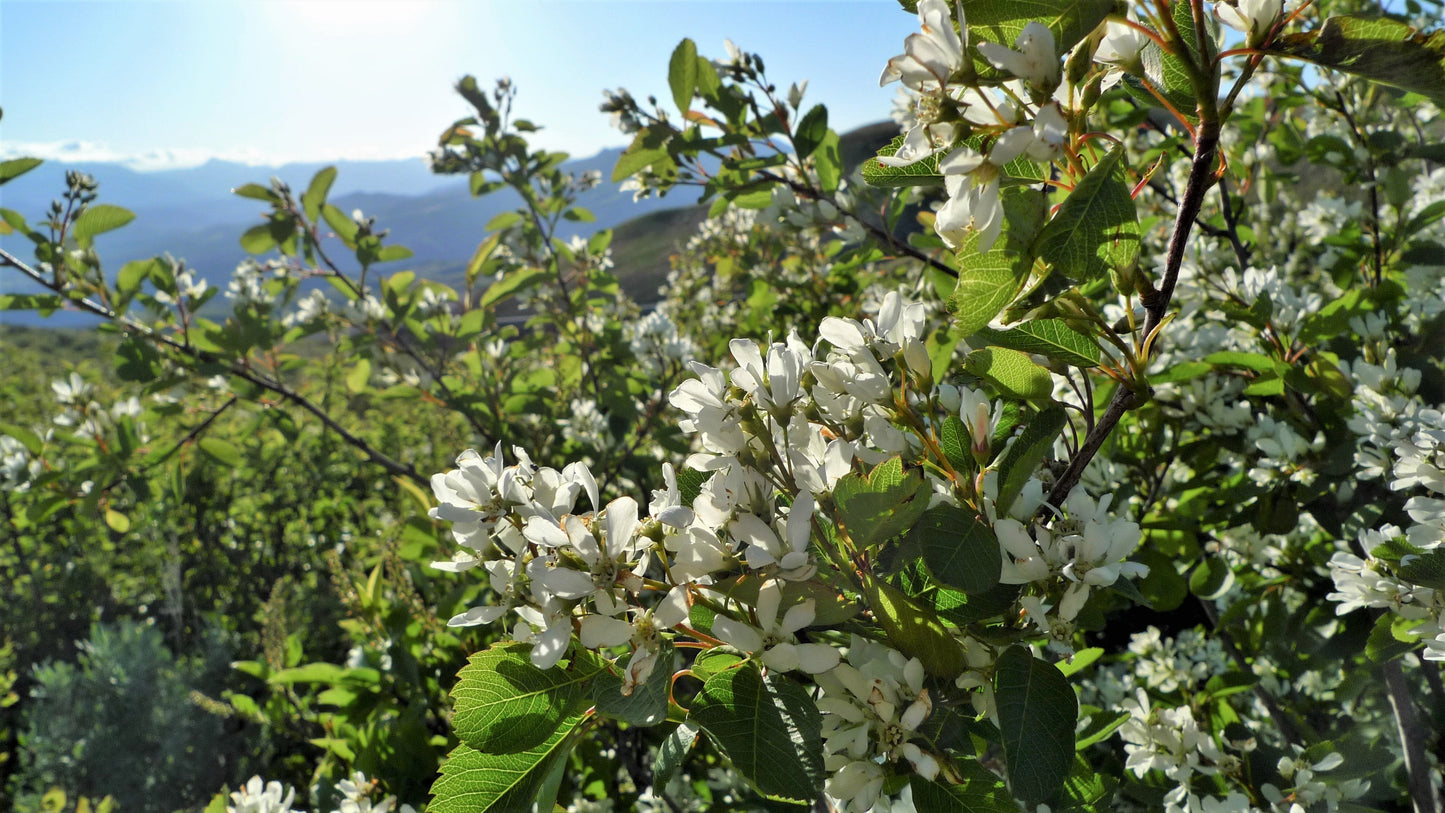 20 SASKATOON SERVICEBERRY aka Western, Pacific, Juneberry, Shadbush Amelanchier Alnifolia Native Edible Purple Berry Fruit White Flower Shrub Seeds