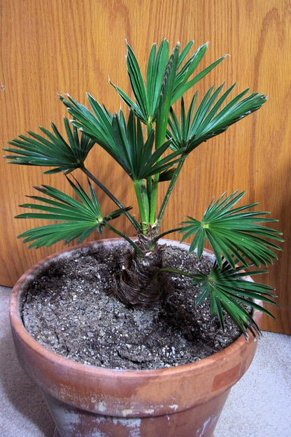 10 WAGNER WINDMILL PALM Dwarf Chusa Trachycarpus Fortunei Wagnerianus Tree Houseplant Seeds