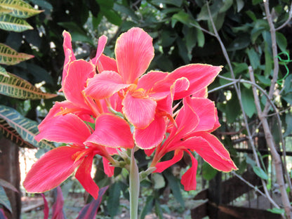 5 MIXED CANNA LILY Generalis Mix Colors Red Yellow Hummingbird Flower Seeds