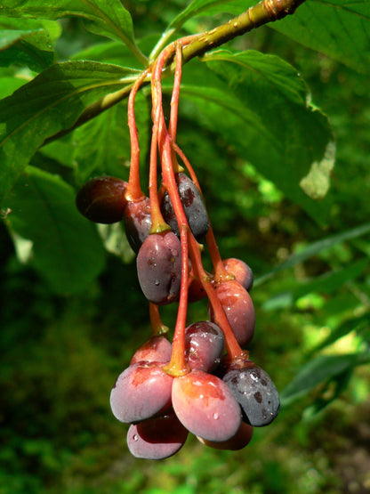 15 INDIAN PLUM Osoberry Oregon Oso Berry Oemleria Cerasiformis Fruit Shrub Seeds