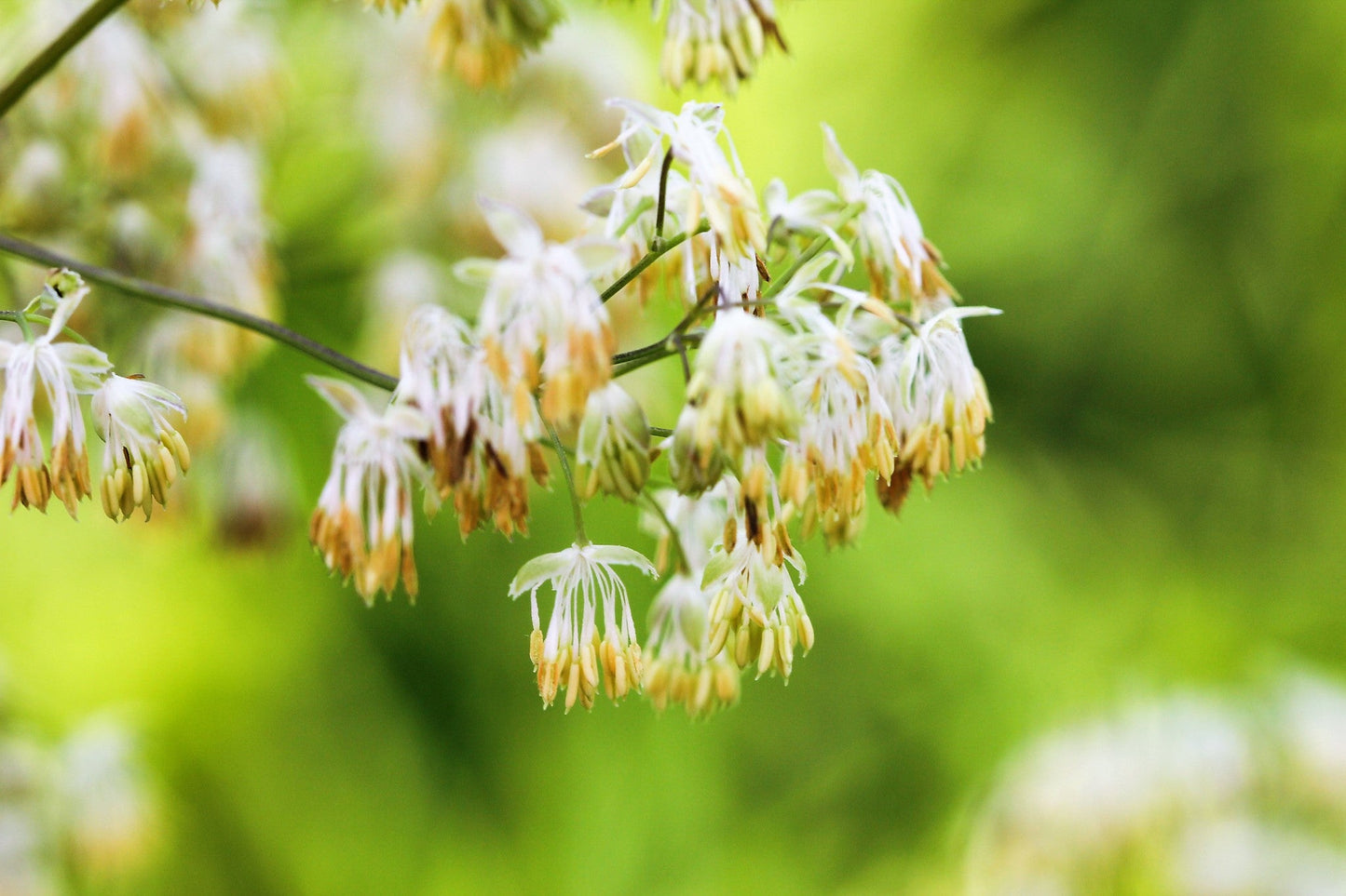 50 PURPLE MEADOW RUE Thalictrum Dasycarpum White & Yellow Flower Herb Seeds
