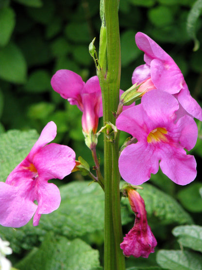 10 Cheron PINK HARDY GLOXINIA Incarvillea Delavayi Flower Seeds