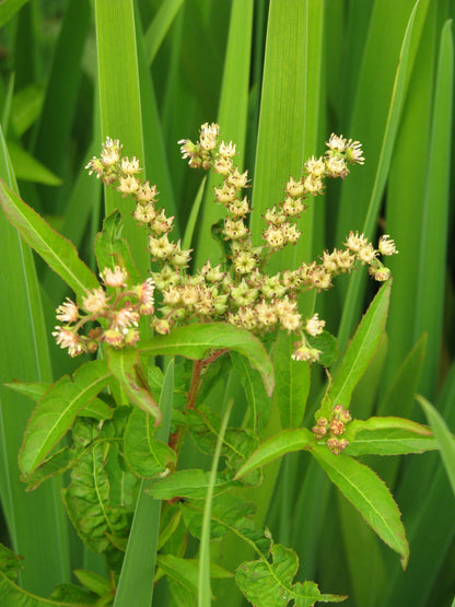 500 Virginia DITCH STONECROP SEDUM Penthorum Sedoides Star Fruit Flower Seeds
