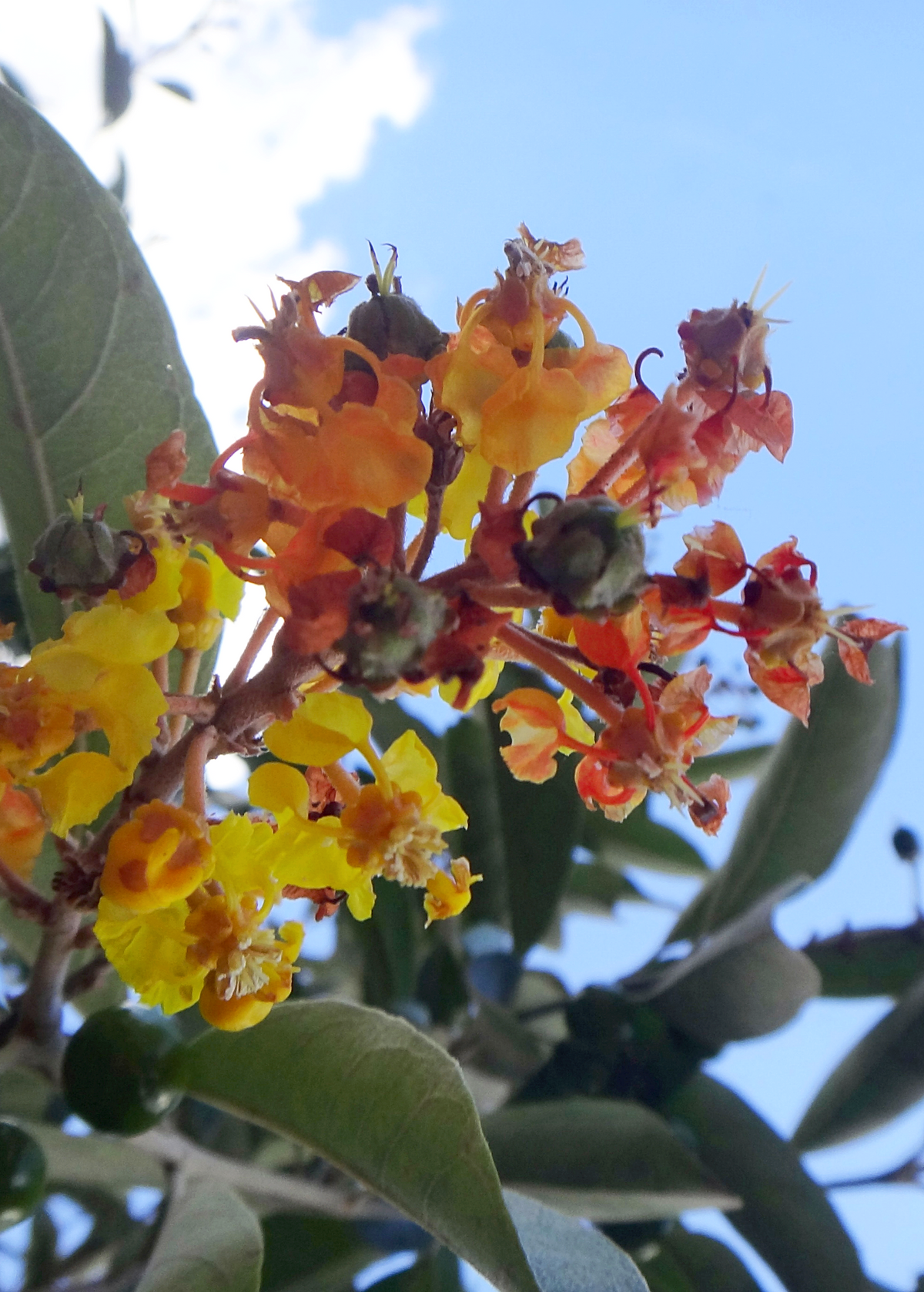 Nance Fruit Shrub or Small Tree, Edible Yellow-Orange Berries, Byrsonima crassifolia, Tropical Fruit Plant
