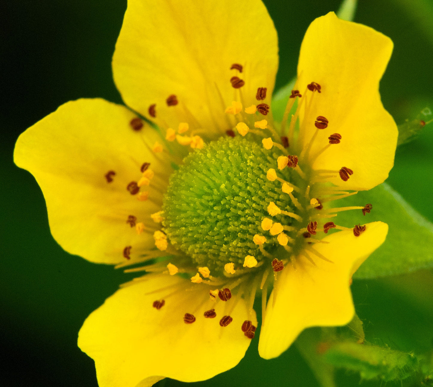 100 YELLOW AVENS Geum Aleppicum Moist Wetland Flower Seeds