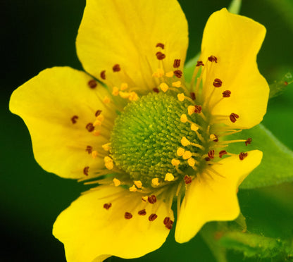 100 YELLOW AVENS Geum Aleppicum Moist Wetland Flower Seeds