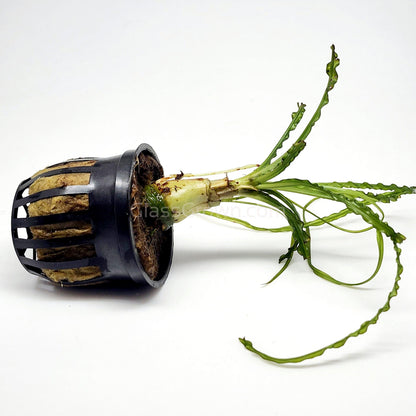 Potted Crinum Calamistratum