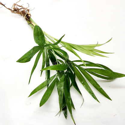 Bella Palm