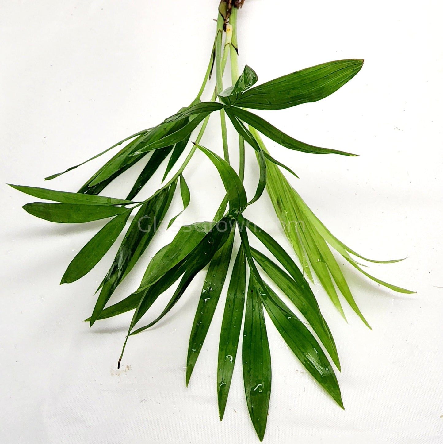 Bella Palm