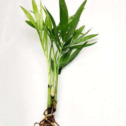 Bella Palm