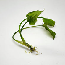 Cryptocoryne Pontederiifolia