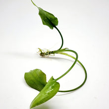Cryptocoryne Pontederiifolia