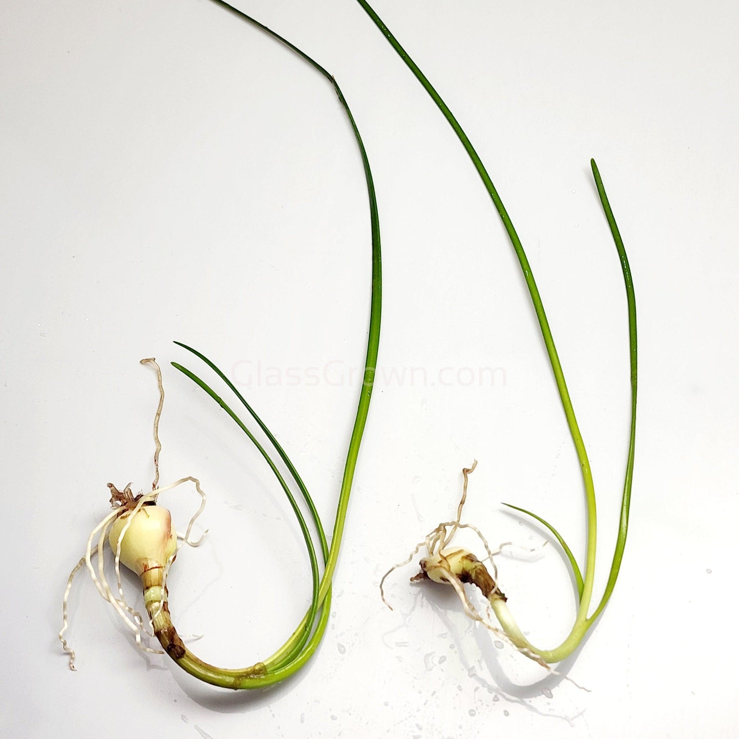 Dwarf Water Onion Bulb (3 pack)
