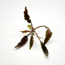 Cryptocoryne Undulata