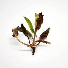 Cryptocoryne Undulata