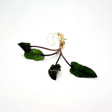Cryptocoryne Wendtii