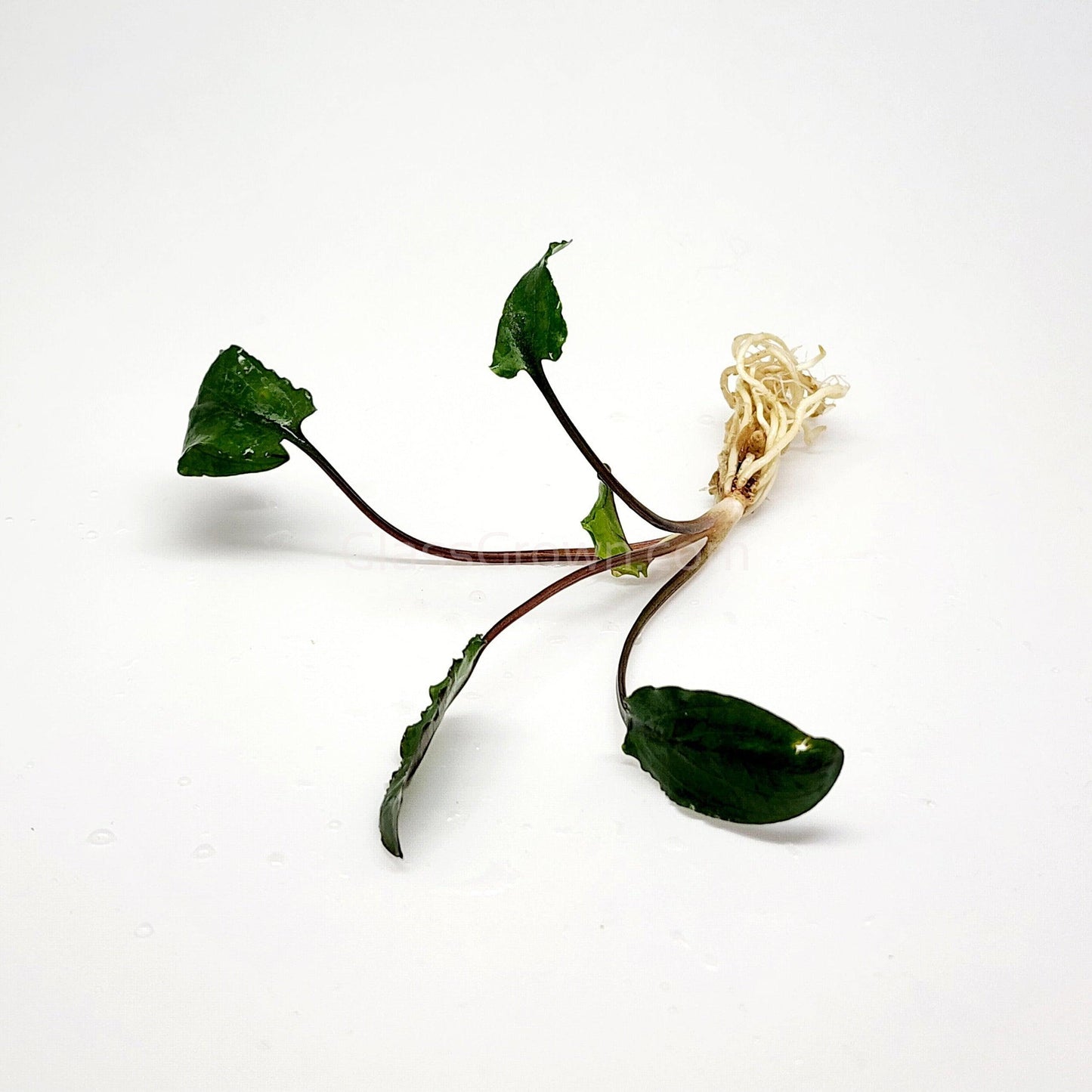 Cryptocoryne Wendtii