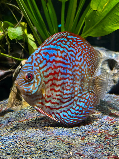 Red Turquoise Discus