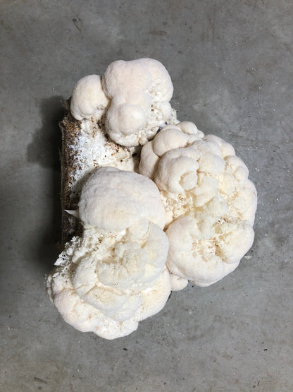 Organic Lion's Mane Mushroom Grow Kit