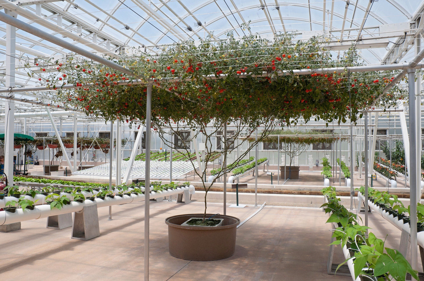 1 Oz Bulk ITALIAN TREE TOMATO 'Trip L Crop' Seeds - 1 Ounce = Approx 9500 Seeds
