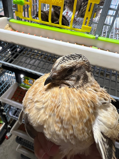 Jumbo Italian Quail Hatching Eggs