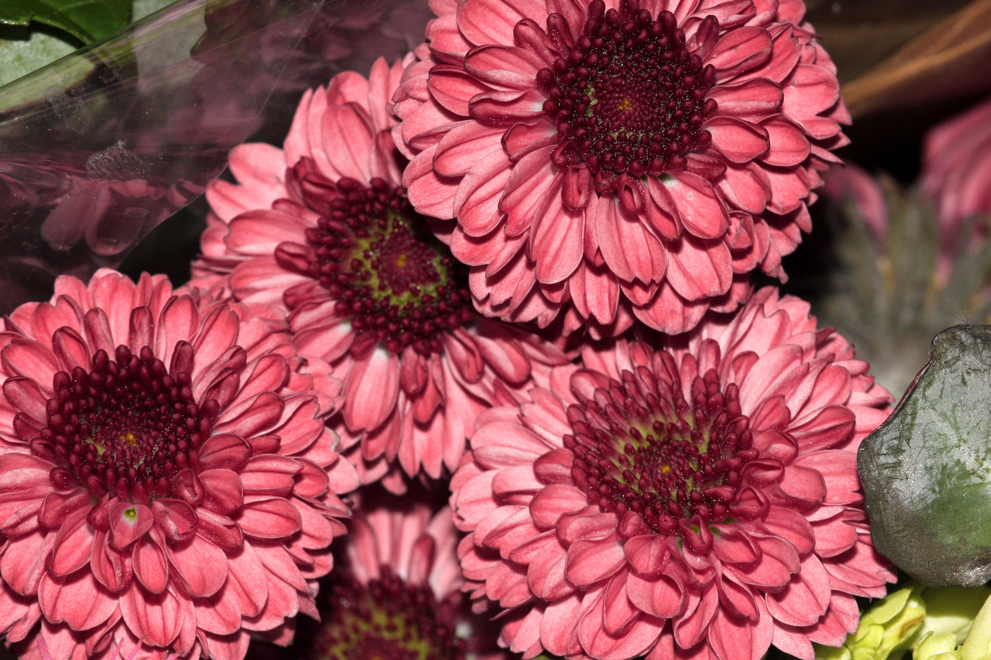 50 Tricolor DOUBLE PAINTED DAISY Chrysanthemum Carinatum Tanacetum Dunetti Mixed Colors Flower Seeds