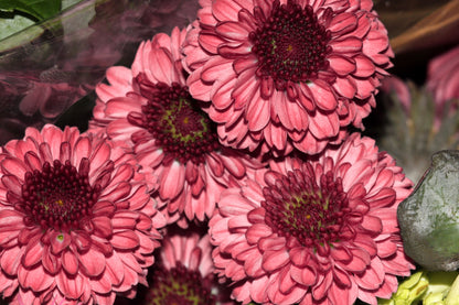 50 Tricolor DOUBLE PAINTED DAISY Chrysanthemum Carinatum Tanacetum Dunetti Mixed Colors Flower Seeds