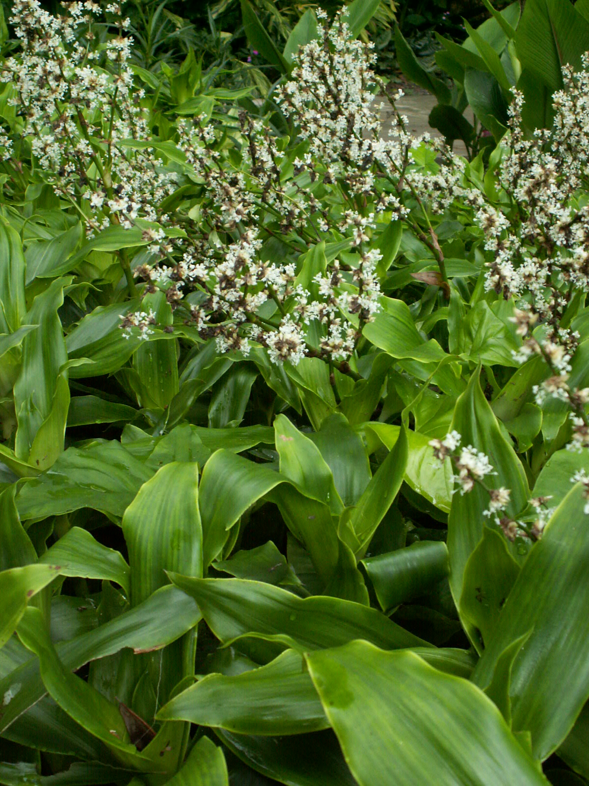 Basket Plant Cuttings 4-6" Unrooted Callisia fragrans Planta Canasta Air Purifying Houseplant