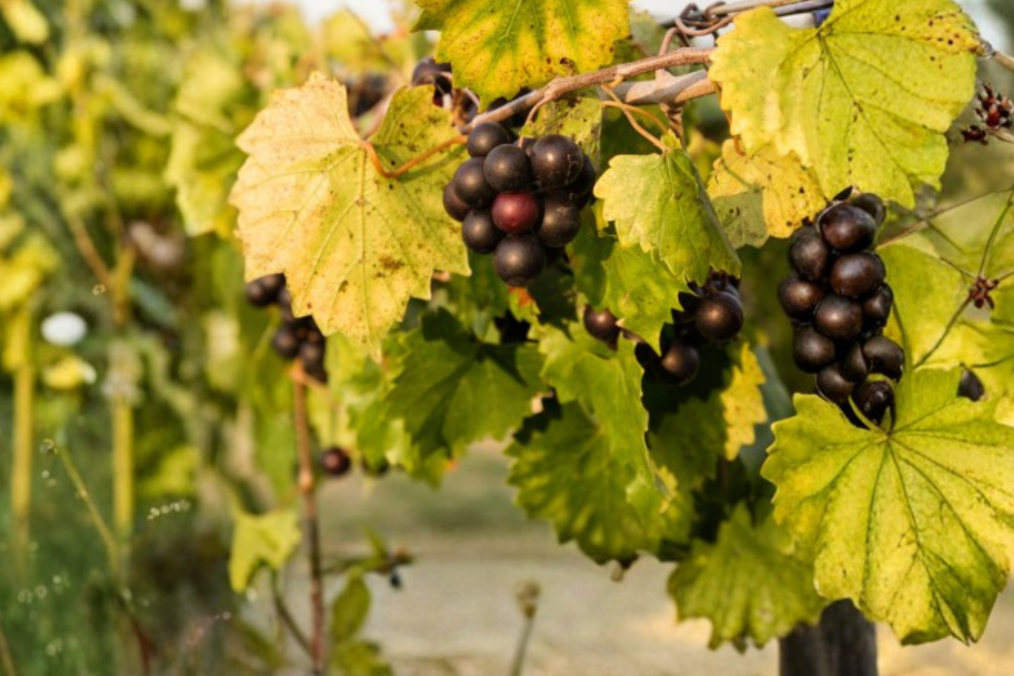 Siebel 9110 Grape Vine Live Plant 3 Gal – Hybrid Vitis for Home Vineyard, Fruit Garden, Trellis, Edible Grapes