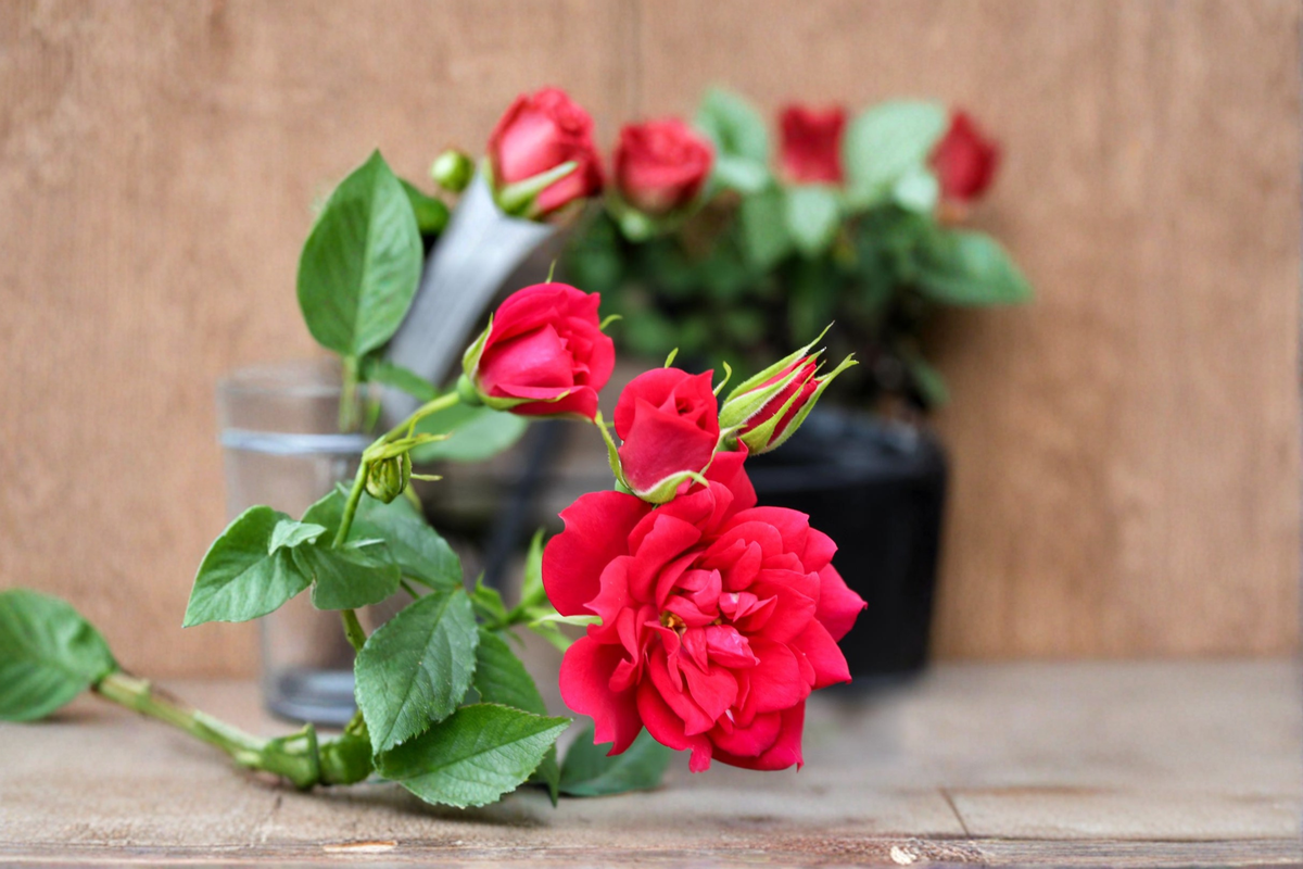 Miniature Rose Plant 2 Gal Beauty Secret Red Flowering Shrub for Garden Borders & Containers Rosa spp.