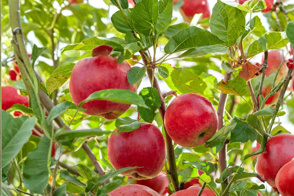 Gala Apple Tree 4-5 Ft Live Fruit Tree in 5-Gallon Container Malus domestica for Backyard Garden