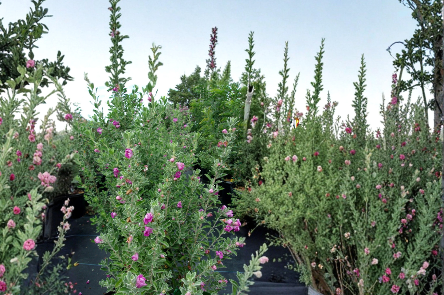 Purple Texas Sage Shrub 2-3 ft Live Plant, Evergreen, Purple Flowers, Silver Foliage, Drought-Tolerant, Landscaping, Leucophyllum frutescens